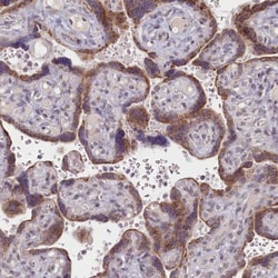 BEND2 Antibody, Novus Biologicals:Antibodies:Primary Antibodies